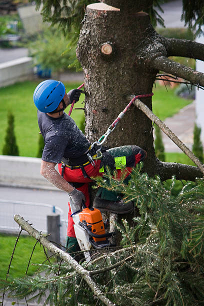 Best Lawn Grading and Leveling  in Eatontown, NJ